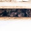 Des abris à chauves-souris dans les Refuges LPO de l'Hérault