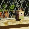 Résultats du concours "Mon balcon, refuge pour la biodiversité"