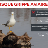 Risque grippe aviaire au centre de soin !