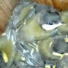 Découvrez les habitants des nichoirs des agriculteurs.rices Des Terres et Des Ailes !