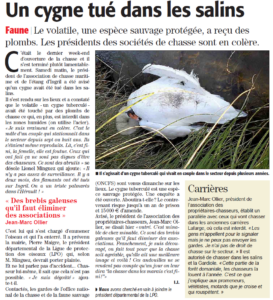 Cygne tué dans les salins de Frontignan_03.02.16