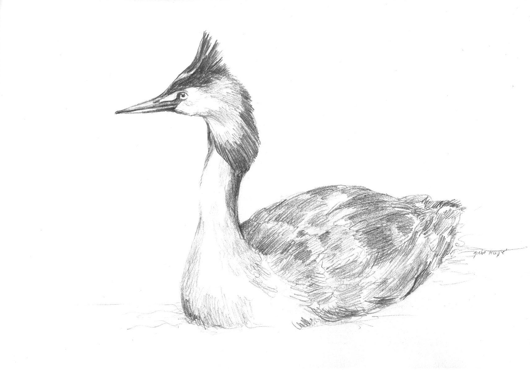 Grèbbe huppé ©D.Calmel