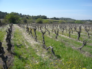 plaine viticole