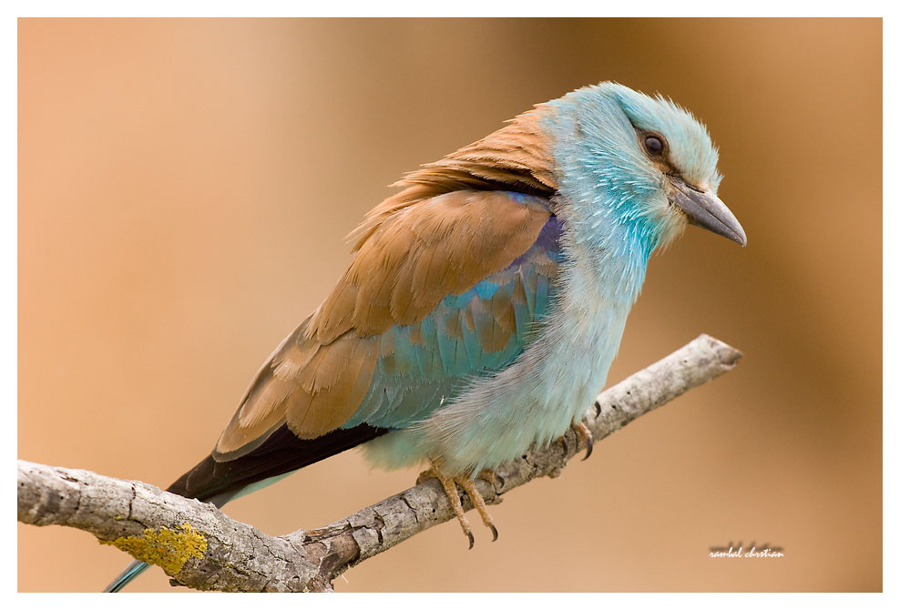 Gach blau ©C.Rambal