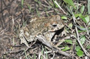 Crapaud calamite ©LPO34
