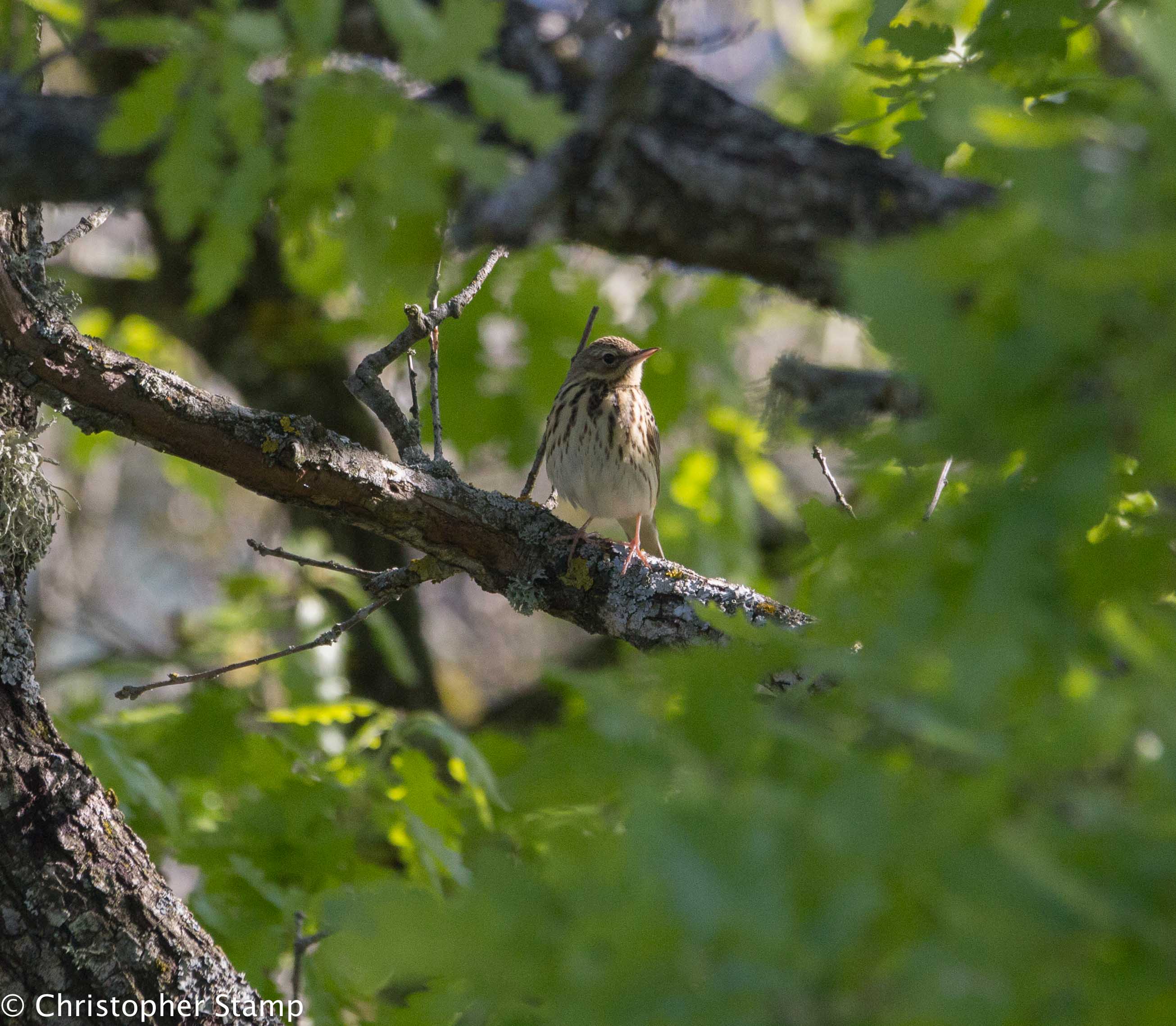 Pipit farlouse ©Ch.Stamp