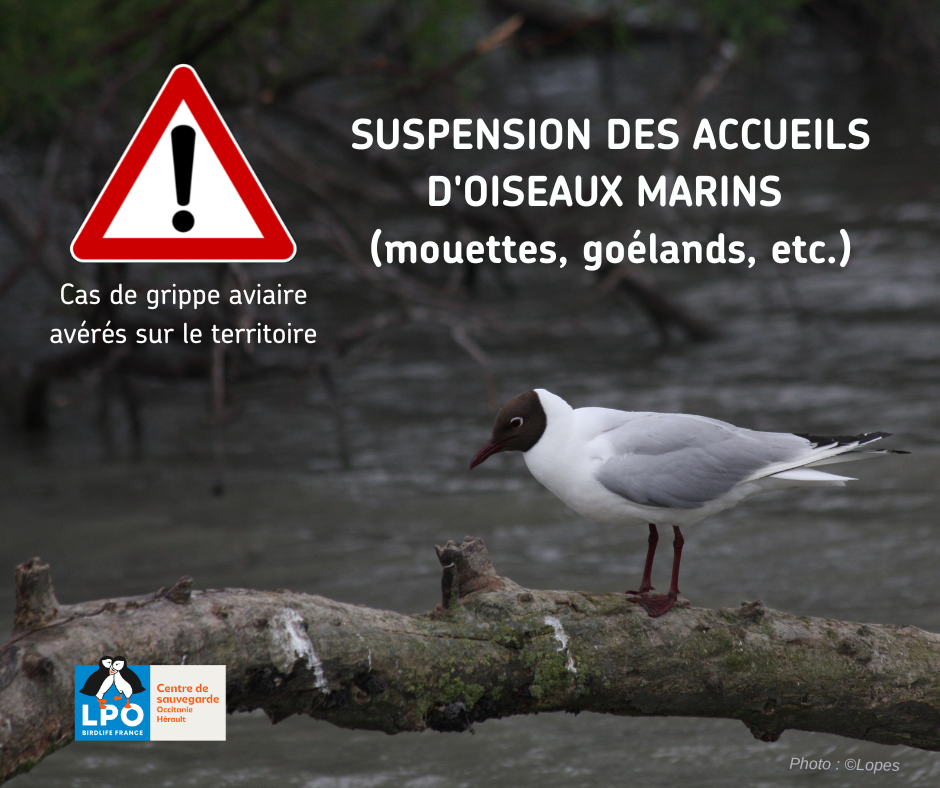 Votre texte de paragraphe(2)