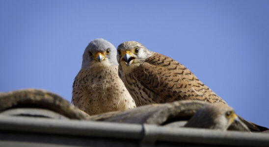 Couple de faucon crécerellette photographié par un bénévole lors du suivi © Bruno Jouvencel